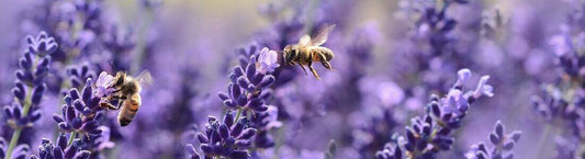 Les bienfaits de la lavande : une merveille de la nature